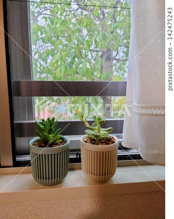 Houseplant placed at the window Houseplant placed at the window 142475243