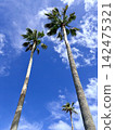 Palm trees and summer clouds - an open blue sky scene in Okinawa 142475321