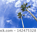 Palm leaves swaying in the wind - under the refreshing blue sky of a tropical paradise 142475328