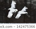 Two red-crowned cranes soaring over a snowfield. 142475366