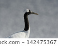 Red-crowned cranes on a snowfield 142475367
