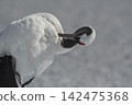 A red-crowned crane preening its feathers on a snowfield. 142475368