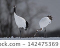 Two red-crowned cranes on a snowfield 142475369