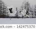 Cranes dancing courtship dance 142475370