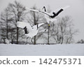 Cranes dancing courtship dance 142475371