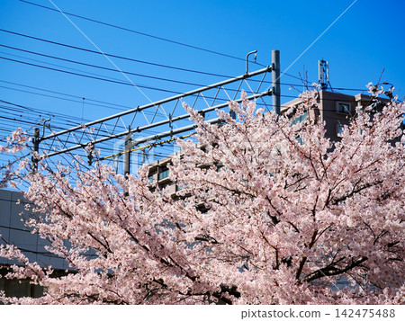 櫻花盛開，鐵路電線在湛藍的天空下若隱若現。 142475488