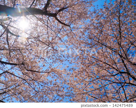 湛藍的天空，盛開的櫻花，陽光透過樹葉灑下斑駁的光影。 142475489