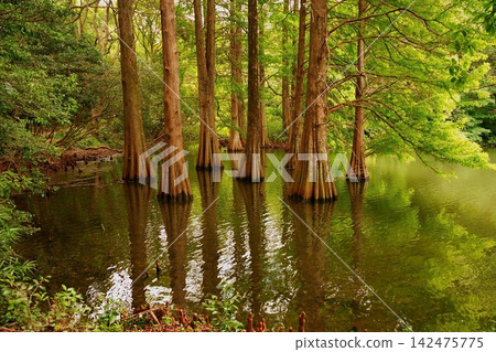 A forest of bald cypress trees growing in clusters by the water's edge. A forest of bald cypress trees growing in clusters by the water's edge. 142475775