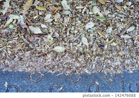 Fallen leaves piled up on the roadside Fallen leaves piled up on the roadside 142476088