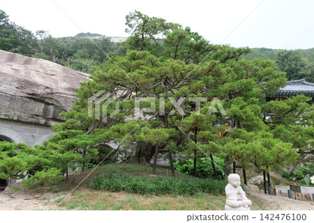 Majestic 700-year-old juniper tree with gnarled branches and mossy trunk Majestic 700-year-old juniper tree with gnarled branches and mossy trunk 142476100