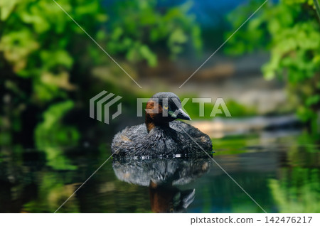 漂浮在水的小的格里布 漂浮在水的小的格里布 142476217