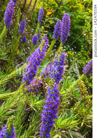 Purple flowers Pride of Madeira (Echium candicans) Purple flowers Pride of Madeira (Echium candicans) 142476594
