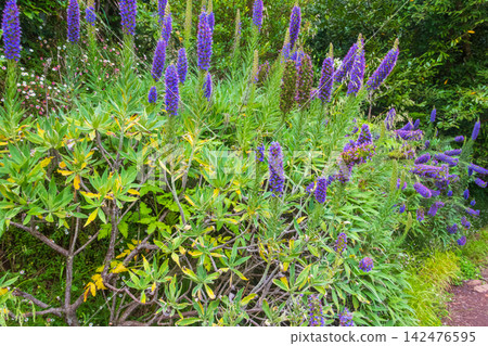 Purple flowers Pride of Madeira (Echium candicans) Purple flowers Pride of Madeira (Echium candicans) 142476595