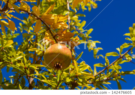 Ripe pomegranate fruits hanging on tree branches in the garden Ripe pomegranate fruits hanging on tree branches in the garden 142476605