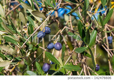 Ripe black olives on the branch of tree Ripe black olives on the branch of tree 142476606