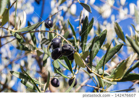 Ripe black olives on the branch of tree Ripe black olives on the branch of tree 142476607