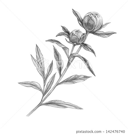 A peony branch with two closed flower buds, a slender stem and leaves. Pencil illustration on a white background. Wedding. Perfect for prints, packaging, tattoo design, invitations, botanical decor. 142476740