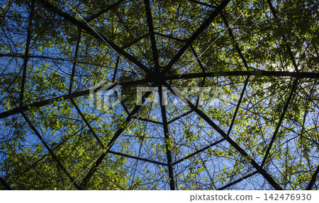 Low angle view of metal gazebo structure covered in green vines against blue sky Low angle view of metal gazebo structure covered in green vines against blue sky 142476930