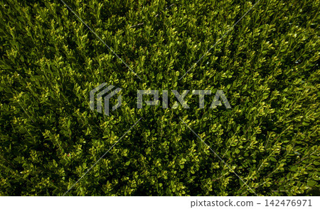 Long boxwood hedge creates a straight border in a garden under bright sunlight during the day Long boxwood hedge creates a straight border in a garden under bright sunlight during the day 142476971