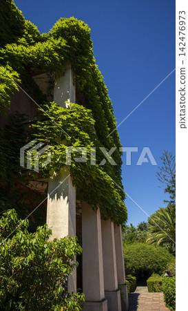 View of stone columns covered in green ivy under a clear blue sky View of stone columns covered in green ivy under a clear blue sky 142476973
