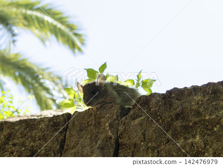 Palm rat looks toward camera from stone wall in bright daylight 142476979