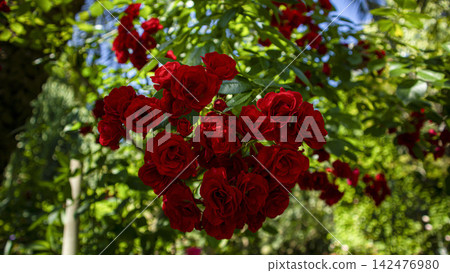 Bright red roses surrounded by green leaves and soft light in a garden setting Bright red roses surrounded by green leaves and soft light in a garden setting 142476980