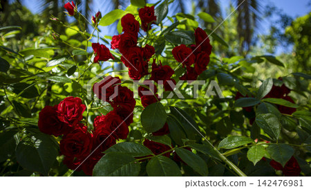 Sunlit clusters of red roses and green leaves against a clear blue sky in a garden setting 142476981