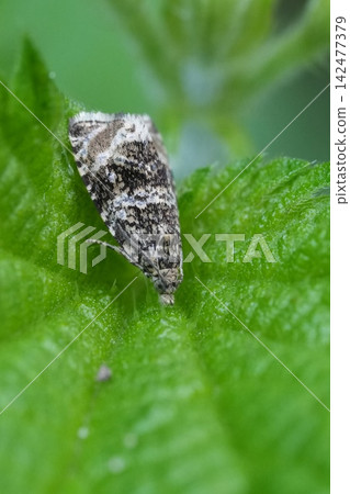 A small Common marble, Syricoris lacunana moth rest on vibrant green leaf in nature. Insect macro wildlife photography captures detail of camouflage pattern A small Common marble, Syricoris lacunana moth rest on vibrant green leaf in nature. Insect macro wildlife photography captures detail of camouflage pattern 142477379