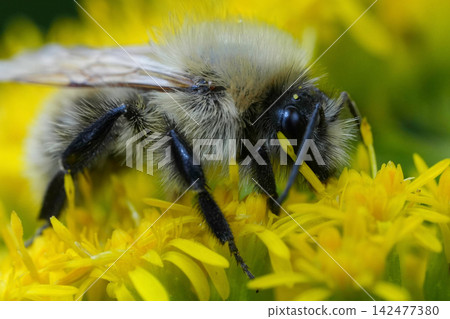Macro view of Common carder bumblebee Bombus pascuorum collecting pollen on bright yellow flower petal in nature garden natural sunlight Macro view of Common carder bumblebee Bombus pascuorum collecting pollen on bright yellow flower petal in nature garden natural sunlight 142477380