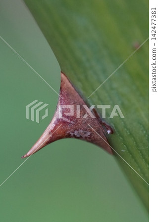 Macro view of sharp rose thorn Rosa rubiginosa stem detail, sharp prickly plant defense mechanism in garden flora nature Macro view of sharp rose thorn Rosa rubiginosa stem detail, sharp prickly plant defense mechanism in garden flora nature 142477381