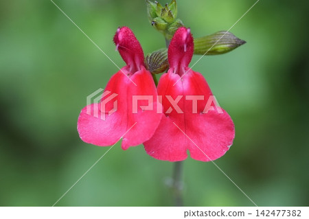 Vibrant red sage flowers Salvia splendens bloom in garden, beautiful macro shot capture detail petal shape nature plant Vibrant red sage flowers Salvia splendens bloom in garden, beautiful macro shot capture detail petal shape nature plant 142477382