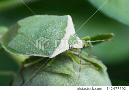 Macro close up shot of a Southerh green shield bug, Nezara virudula perched on a plant leaf in nature, with blurred background Macro close up shot of a Southerh green shield bug, Nezara virudula perched on a plant leaf in nature, with blurred background 142477392