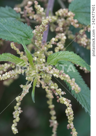 Close-up view of fresh green stinging nettle plant with delicate flower buds and serrated leaves in a natural forest Close-up view of fresh green stinging nettle plant with delicate flower buds and serrated leaves in a natural forest 142477401