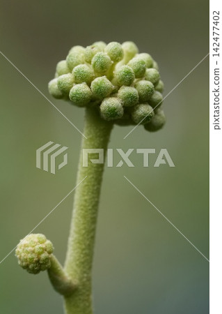 Close-up macro shot of green Ivy, Hedera helix, plant buds on a slender stem with soft natural background and delicate textures for design Close-up macro shot of green Ivy, Hedera helix, plant buds on a slender stem with soft natural background and delicate textures for design 142477402