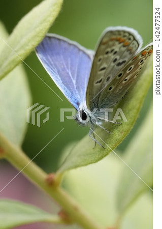 Close up of common blue butterfly Polyommatus icarus resting on green leaf in summer garden natural wildlife photography macro 142477524
