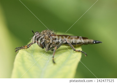Close-up of a robber fly Asilidae resting on a green leaf, showcasing detailed insect anatomy and macro nature photography Close-up of a robber fly Asilidae resting on a green leaf, showcasing detailed insect anatomy and macro nature photography 142477525