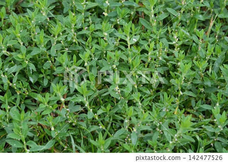 Fresh green Knotweed, Polygonum aviculare weed plant background closeup of dense foliage in nature with natural light and vibrant leaf texture details Fresh green Knotweed, Polygonum aviculare weed plant background closeup of dense foliage in nature with natural light and vibrant leaf texture details 142477526