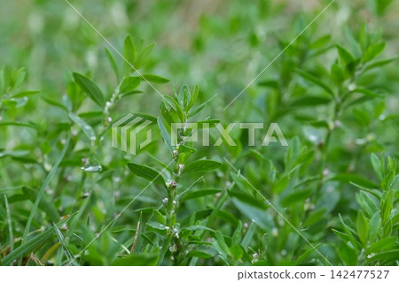 Knotweed, Polygonum aviculare, common weed plant with green leaves growing in natural garden soil environment outdoor scene Knotweed, Polygonum aviculare, common weed plant with green leaves growing in natural garden soil environment outdoor scene 142477527
