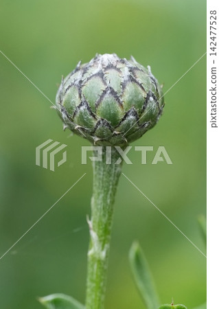 Unopened cornflower bud centaurea scabiosa macro close up showing intricate green bracts pattern detail soft natural light bokeh 142477528