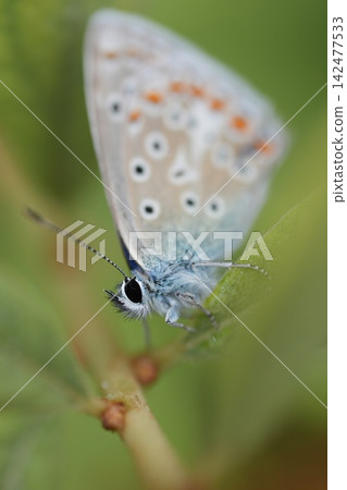 Common Blue Butterfly Polyommatus Icarus Perched on Green Leaf in Natural Garden Habitat Macro Photography Nature Wildlife Common Blue Butterfly Polyommatus Icarus Perched on Green Leaf in Natural Garden Habitat Macro Photography Nature Wildlife 142477533