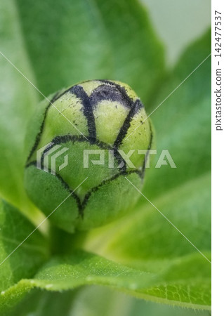 Macro view of a vibrant green Zinnia flower bud with unique black petal outlines nestled among fresh lush garden foliage Macro view of a vibrant green Zinnia flower bud with unique black petal outlines nestled among fresh lush garden foliage 142477537
