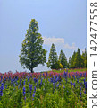 bloom, blossom, blossoms 142477558