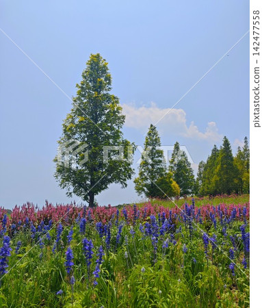 bloom, blossom, blossoms 142477558