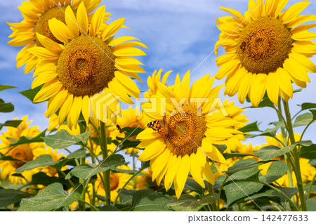 Sunflower field at the Akeno Sunflower Festival Rural Park venue in Asao, Akeno-cho, Hokuto City, Yamanashi Prefecture: Sunflowers and Painted Lady butterflies. 142477633