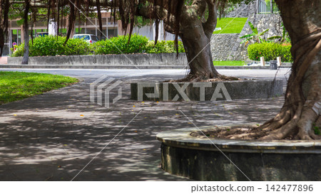 沖繩園林中的古老榕樹 沖繩園林中的古老榕樹 142477896