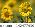 sunflower sunflower 142477930
