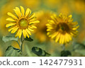 sunflower sunflower 142477931