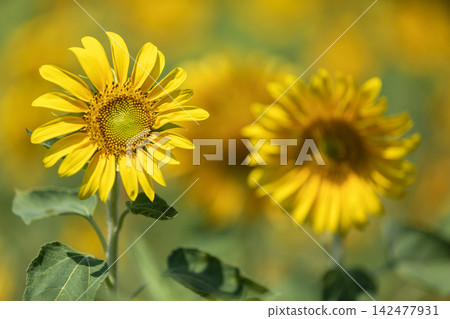 sunflower sunflower 142477931
