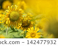 sunflower sunflower 142477932