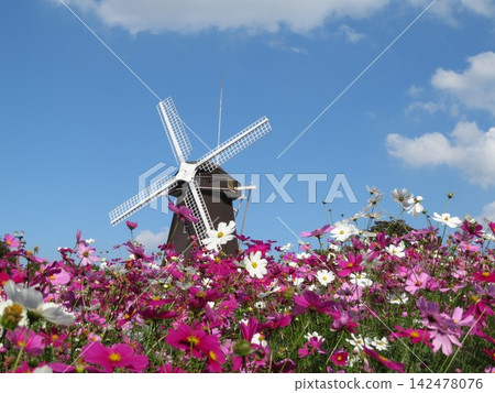 Windmill in a cosmos field Windmill in a cosmos field 142478076